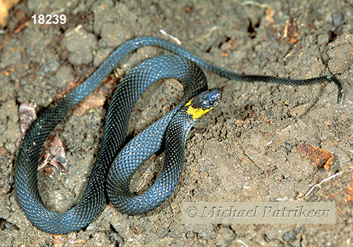 Ringneck Coffee Snake (Ninia diademata)